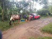 Día Internacional del Árbol