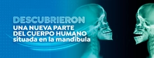 Descubrieron una nueva parte del cuerpo humano situada en la mandíbula