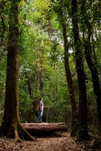 Día del árbol