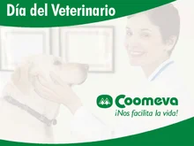 veterinario