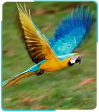 598665_28115_¡Aproveche-ahora!-salida-al-Amazonas_07