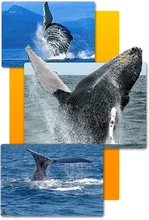 ballena