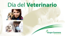 veterinario